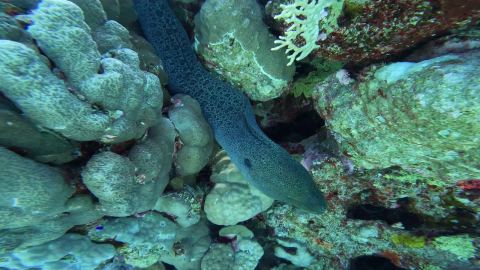 Divovska murina