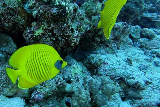 Plavoobrazna leptirica (Chaetodon semilarvatus)
