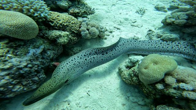 Murina leopard (Gymnothorax favagineus)