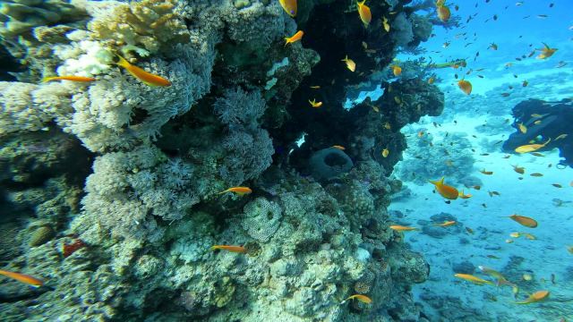 Lirorepi antijas (Pseudanthias squamipinnis)