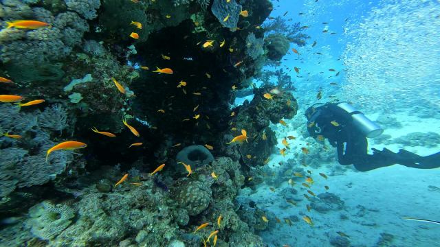 Lirorepi antijas (Pseudanthias squamipinnis)