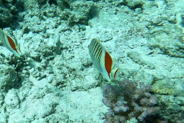 Šarena leptirica (Chaetodon paucifasciatus)