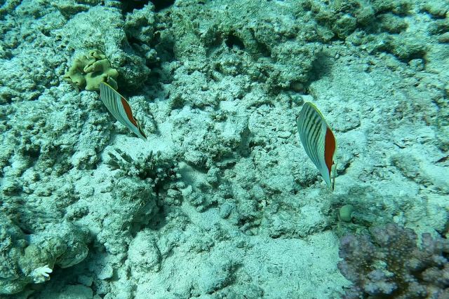 Šarena leptirica (Chaetodon paucifasciatus)
