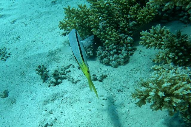 Crvenomorska trlja (Parupeneus forsskali)