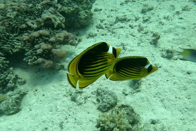 Prugasta leptirica (Chaetodon fasciatus)