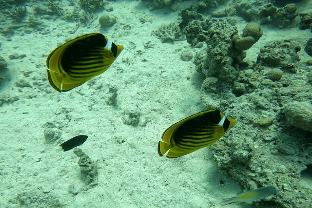 Prugasta leptirica (Chaetodon fasciatus)
