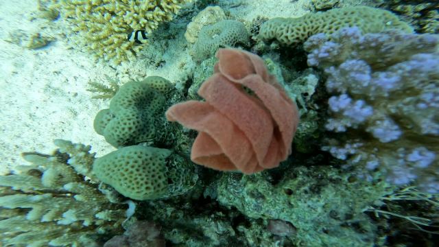 Španjolska plesačica – jaja (Hexabranchus sanguineus)