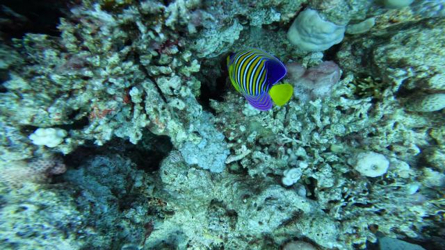 Kraljevska anđeoska riba (Pygoplites diacanthus)