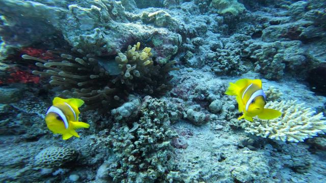 Crvenomorska riba klaun (Amphiprion bicinctus)