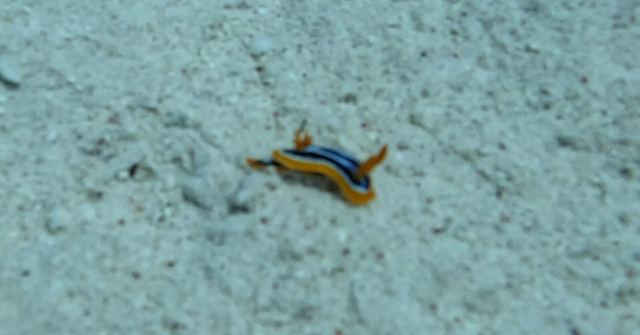 Četverobojni golužnjak (Chromodoris quadricolor)