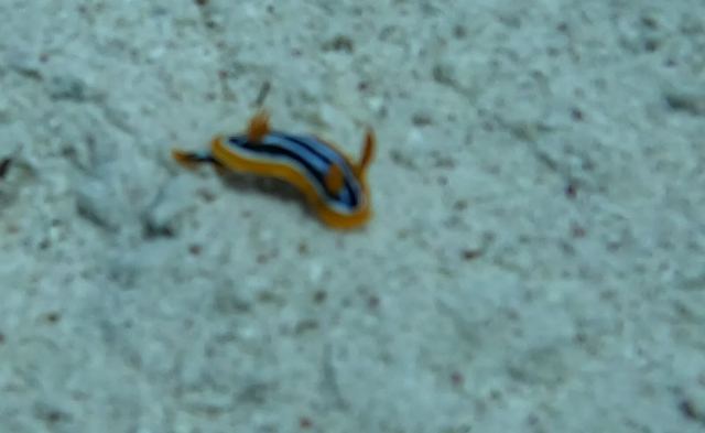 Četverobojni golužnjak (Chromodoris quadricolor)