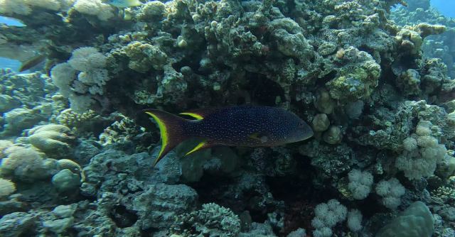 Lirorepa kirnja (Variola louti)