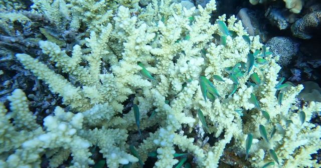 Zelena kromis (Chromis viridis)