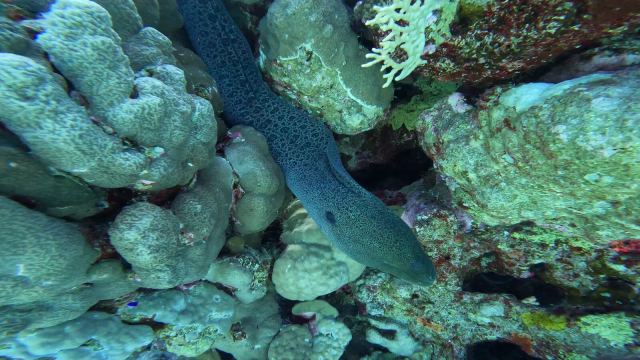 Divovska murina (Gymnothorax javanicus)