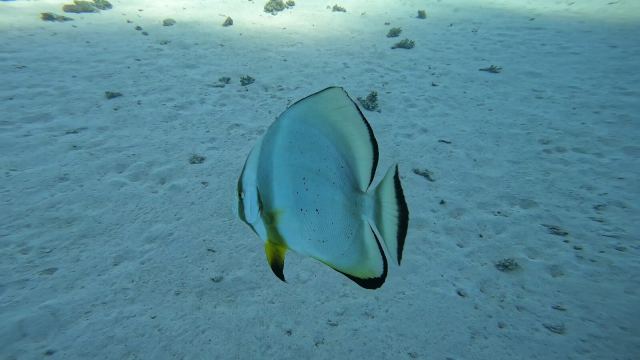 Okrugla riba šišmiš (Platax orbicularis)