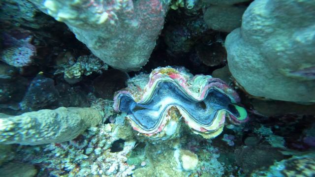 Divovska školjka (Tridacna squamosa)