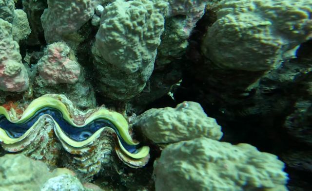 Divovska školjka (Tridacna squamosa)